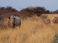 200black rhino