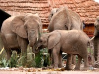 200namibia elephants