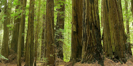 Explore the Californian Redwood Coast