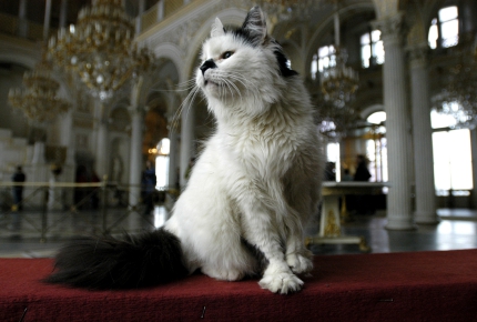 Cats. The unsung heroes of the Hermitage Museum