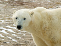 Polar bear Churchill Canada