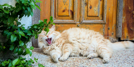A cat yawning on a Bozcaada doorstep
