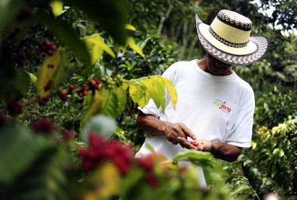 A coffee farmer checks out his crop in Columbia