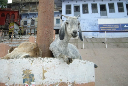 A goat surveys the burning ghats in Varanasi, India