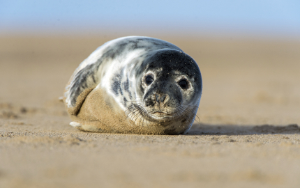 A grey seal pup on the beach