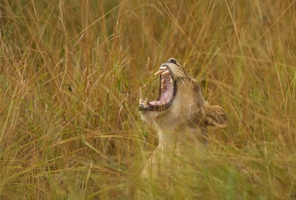 A lion yawns in the long grass of South Luangwa National Park