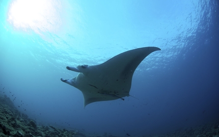 A manta ray glides through the world's first shark sanctuary