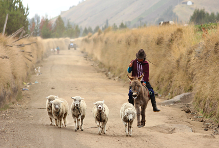 A shepherd steers her flock