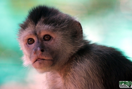 An adorable monkey at iprescue.org