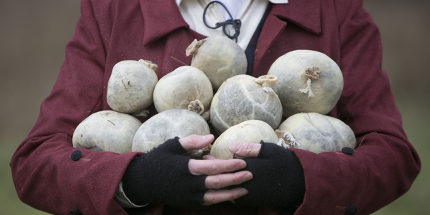 An armful of specially prepared competition haggises