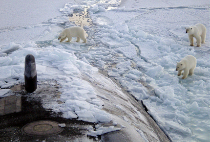 Polar bears investigate a US submarine near the North Pole