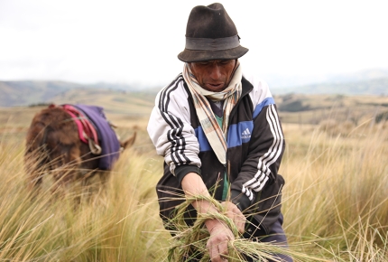 Balthazar makes basket out of Chimborazo's meadows