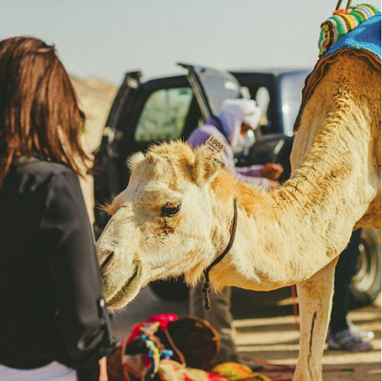 Camel in Western Sahara Desert 