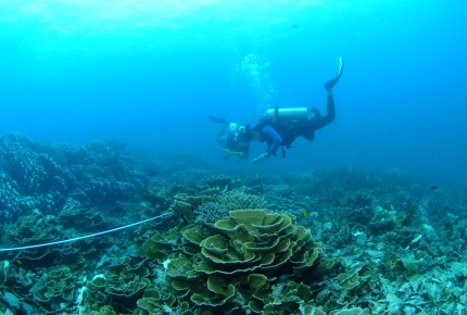 Citizen scientists survey a reef in Pulaua Tioman