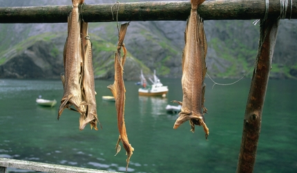 Cod fishing has formed the mainstay of the Lofoten economy