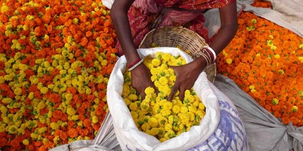 Colourful marigolds in Kolkata