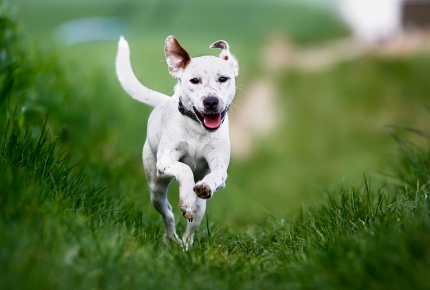 Why should this happy fella visit Fort Worth in Texas?