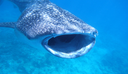 Don't worry, whale sharks only feed on plankton