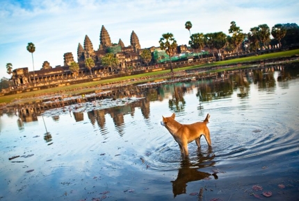 Even the local canines can't take their eyes off Angkor Wat