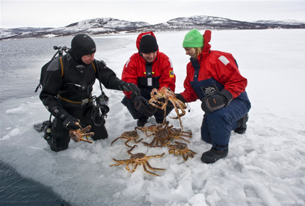 Catch, cook and quaff delicious king crabs in Finnmark