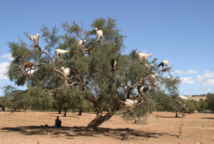 Goats tree in Morocco