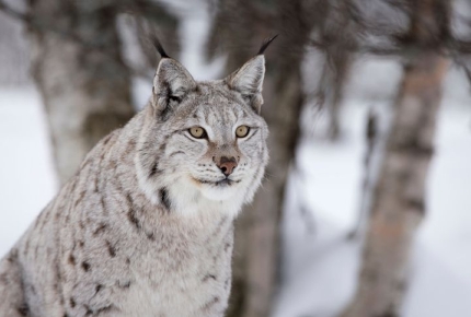 Help conserve the elusive Eurasian Lynx in snowy Slovakia 