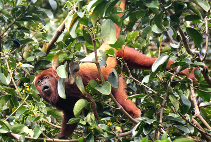Howler monkeys are a familiar sight in the Nicaraguan rainforest