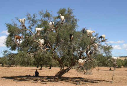 Last year's winning shot depicts Moroccan goats relaxing in a tree