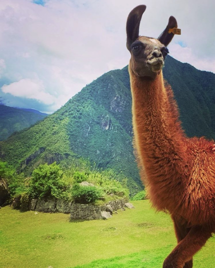 Llama, Andes Mountains 