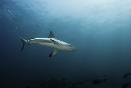 Lucky divers may get to see the local reef sharks