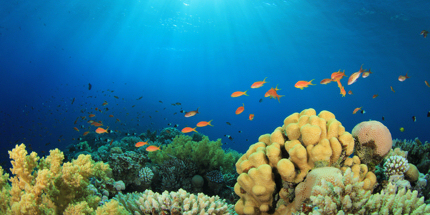 Tobago's reefs are abundant with marine life