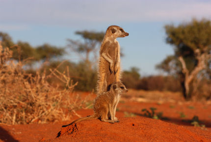 Meerkats are one of the many fauna found in the Kalahari Desert