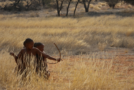 Members of the Ju/'hoansi bring down larger prey using poison tipped arrows