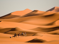 October 2011 holiday destinations - Camels