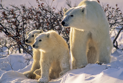 Mums and cubs can be spotted frolicking in the snow