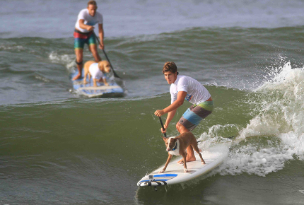 Nothing to see here, just a dog riding a surfboard