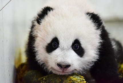 Panda is native to south central China.