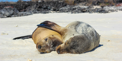 Sea lions cuddle on a Galapagos beach