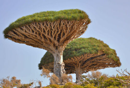 Socotra is home to plants more than 20 million years old