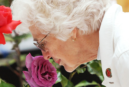 Stop and smell this year’s award-winning roses. 