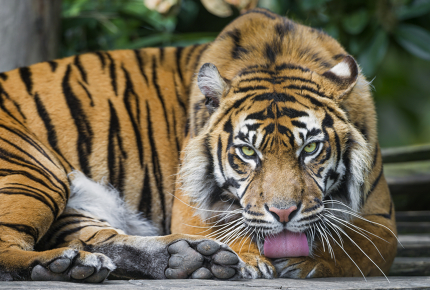The Sumatran Tiger is critically endangered