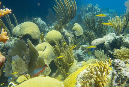 The coral off Bermuda's coast
