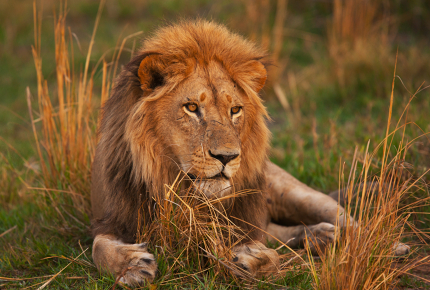 The roar of the lion can once again be heard in Rwanda