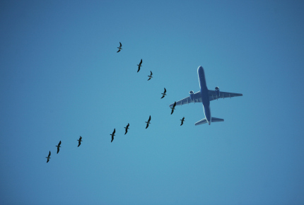 What's the best way to scare birds from airport runways?