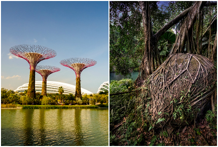 Trees abound in Singapore, but not all is what it seems