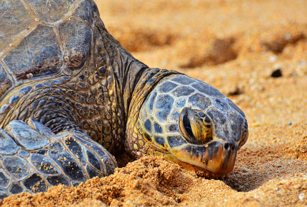 Turtles lay their eggs on the beaches of Veracuz