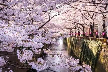 Walk the length of the Meguro Canal and enjoy the cherry blossom. 