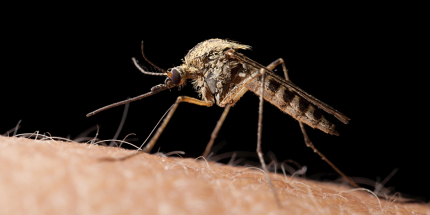 Want to avoid mosquito bites? You'd better take our quiz.