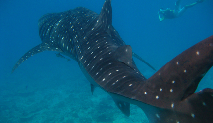 Whale sharks can grow up to 14m (45ft) in length