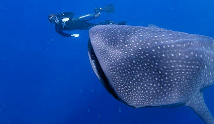 A snorkeler tries to get a snap of a whale shark